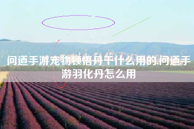 问道手游宠物顿悟丹干什么用的,问道手游羽化丹怎么用