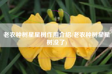 老农种树星星树作用介绍(老农种树星星树没了)