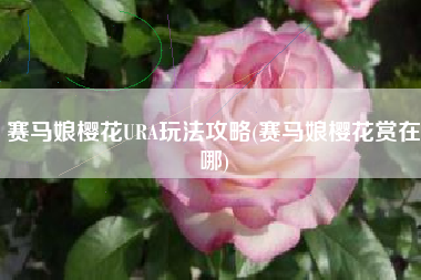 赛马娘樱花URA玩法攻略(赛马娘樱花赏在哪)