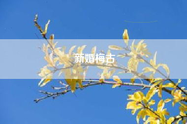 新婚梅古