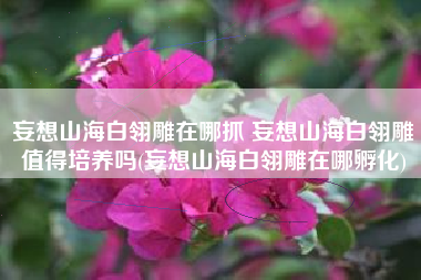 妄想山海白翎雕在哪抓 妄想山海白翎雕值得培养吗(妄想山海白翎雕在哪孵化)