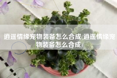 逍遥情缘宠物装备怎么合成(逍遥情缘宠物装备怎么合成)