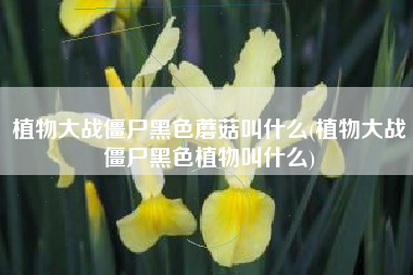 植物大战僵尸黑色蘑菇叫什么(植物大战僵尸黑色植物叫什么)