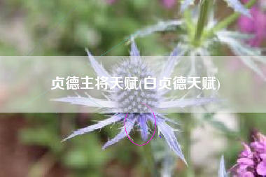 贞德主将天赋(白贞德天赋)