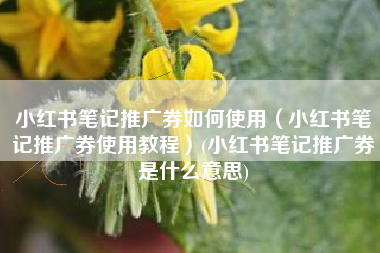 小红书笔记推广券如何使用（小红书笔记推广券使用教程）(小红书笔记推广券是什么意思)