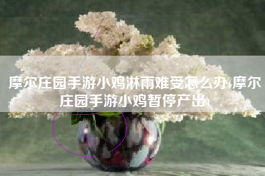 摩尔庄园手游小鸡淋雨难受怎么办(摩尔庄园手游小鸡暂停产出)