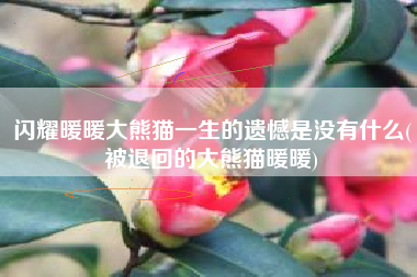 闪耀暖暖大熊猫一生的遗憾是没有什么(被退回的大熊猫暖暖)