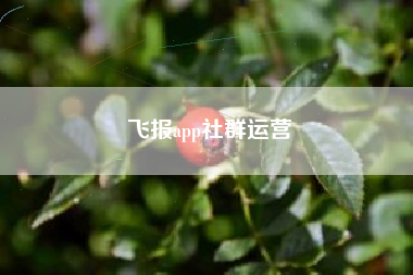 飞报app社群运营