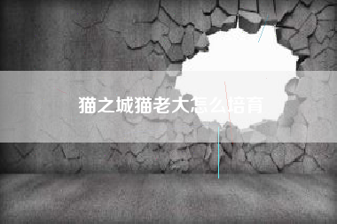 猫之城猫老大怎么培育