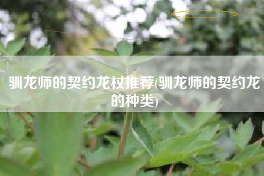 驯龙师的契约龙杖推荐(驯龙师的契约龙的种类)