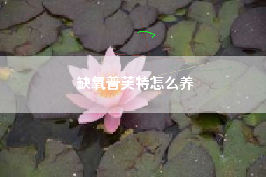 缺氧普芙特怎么养