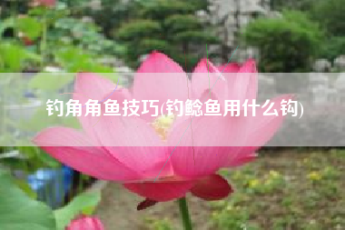 钓角角鱼技巧(钓鲶鱼用什么钩)