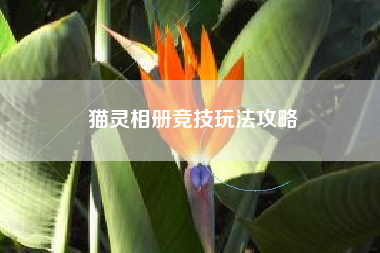 猫灵相册竞技玩法攻略