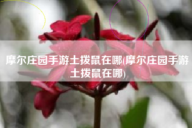 摩尔庄园手游土拨鼠在哪(摩尔庄园手游土拨鼠在哪)