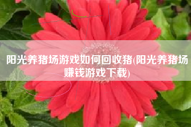 阳光养猪场游戏如何回收猪(阳光养猪场赚钱游戏下载)