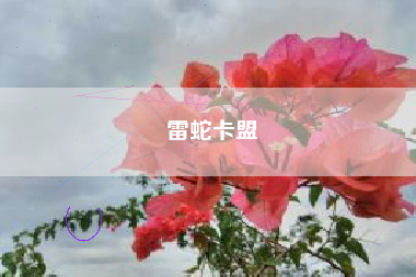雷蛇卡盟