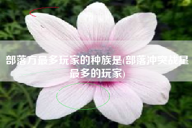 部落方最多玩家的种族是(部落冲突战星最多的玩家)