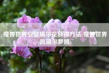 魔兽世界安瑟瑞尔花获得方法(魔兽世界凯瑞尔罗姆)