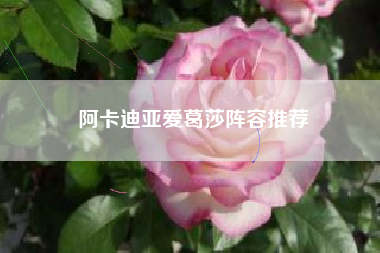 阿卡迪亚爱葛莎阵容推荐