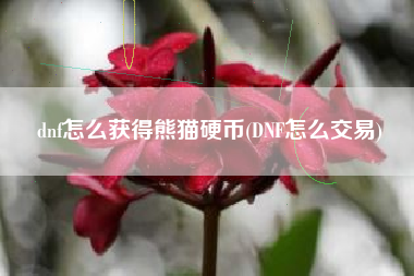 dnf怎么获得熊猫硬币(DNF怎么交易)