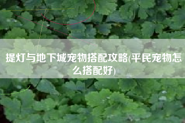 提灯与地下城宠物搭配攻略(平民宠物怎么搭配好)