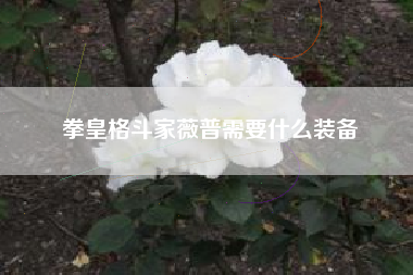 拳皇格斗家薇普需要什么装备