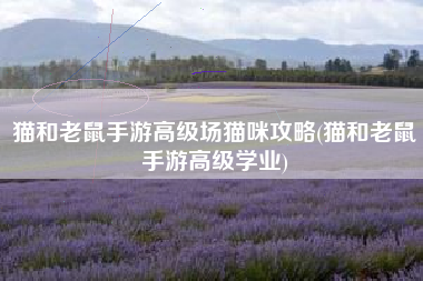猫和老鼠手游高级场猫咪攻略(猫和老鼠手游高级学业)