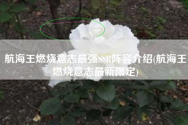 航海王燃烧意志最强SSR阵容介绍(航海王燃烧意志最新限定)