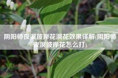 阴阳师夜溟彼岸花溟花效果详解(阴阳师夜溟彼岸花怎么打)