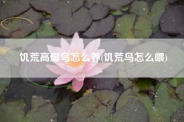 饥荒高脚鸟怎么养(饥荒鸟怎么喂)