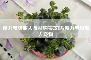 魔力宝贝旅人食材购买攻略(魔力宝贝旅人宠物)
