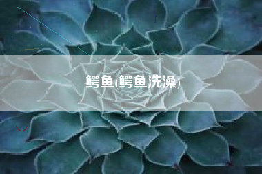鳄鱼(鳄鱼洗澡)