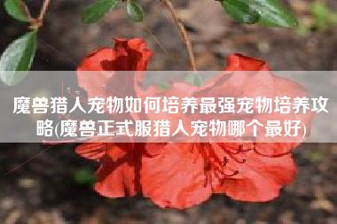 魔兽猎人宠物如何培养最强宠物培养攻略(魔兽正式服猎人宠物哪个最好)