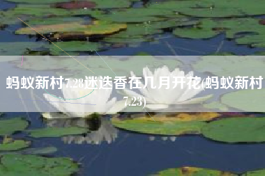 蚂蚁新村7.28迷迭香在几月开花(蚂蚁新村7.23)