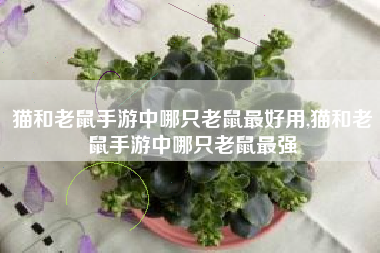 猫和老鼠手游中哪只老鼠最好用,猫和老鼠手游中哪只老鼠最强