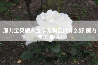 魔力宝贝旅人金卡宠物选择什么好(魔力宝贝 旅人)