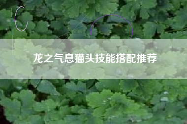 龙之气息猫头技能搭配推荐