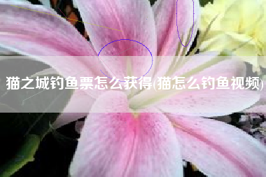 猫之城钓鱼票怎么获得(猫怎么钓鱼视频)