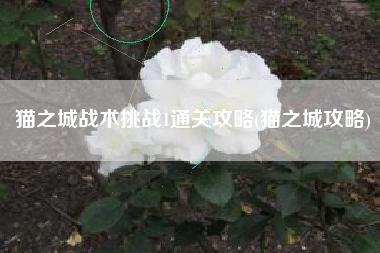 猫之城战术挑战1通关攻略(猫之城攻略)