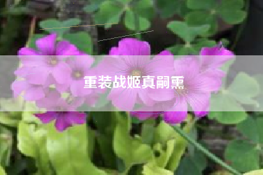 重装战姬真嗣熏