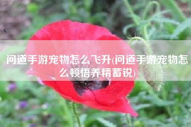 问道手游宠物怎么飞升(问道手游宠物怎么顿悟养精蓄锐)
