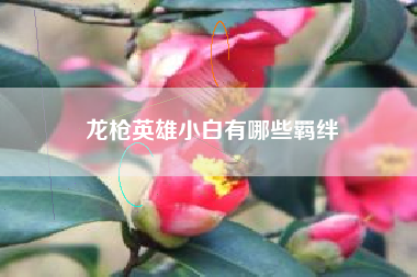 龙枪英雄小白有哪些羁绊