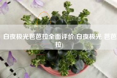 白夜极光芭芭拉全面评价(白夜极光 芭芭拉)