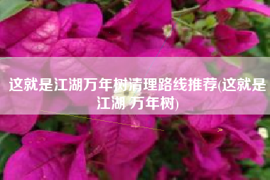 这就是江湖万年树清理路线推荐(这就是江湖 万年树)