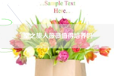 空之旅人薇薇值得培养吗