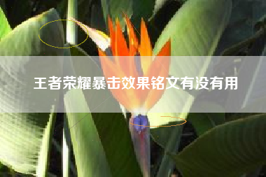 王者荣耀暴击效果铭文有没有用