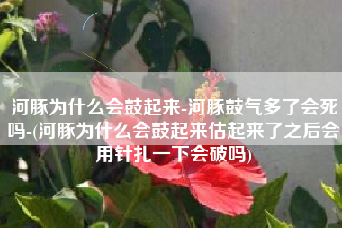 河豚为什么会鼓起来-河豚鼓气多了会死吗-(河豚为什么会鼓起来估起来了之后会用针扎一下会破吗)