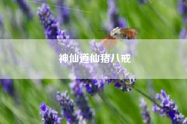 神仙道仙猪八戒