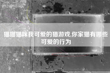 猫猫猫咪我可爱的猫游戏,你家猫有哪些可爱的行为