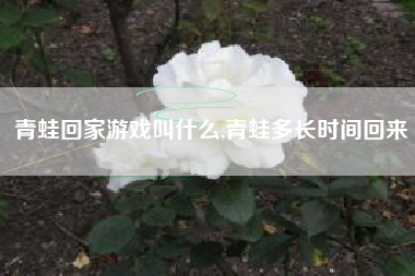 青蛙回家游戏叫什么,青蛙多长时间回来